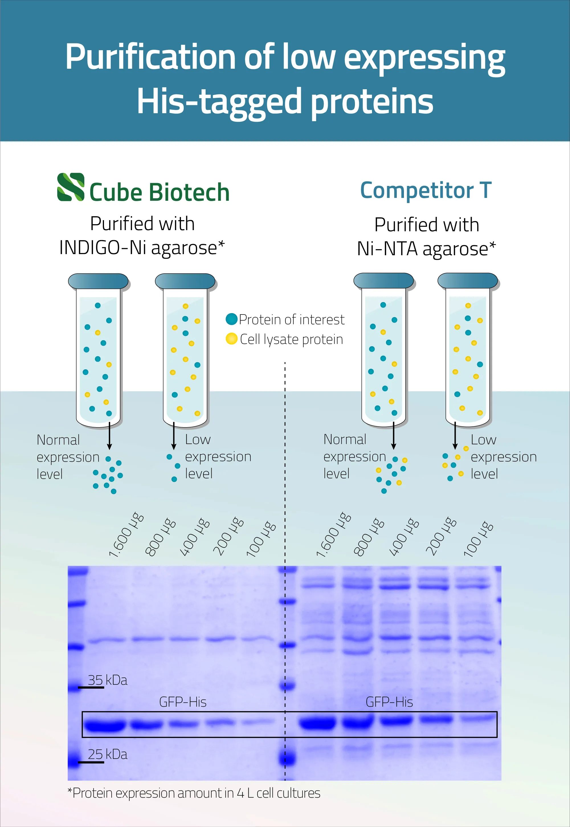 INDIGO Protein purification compared to Ni-NTA